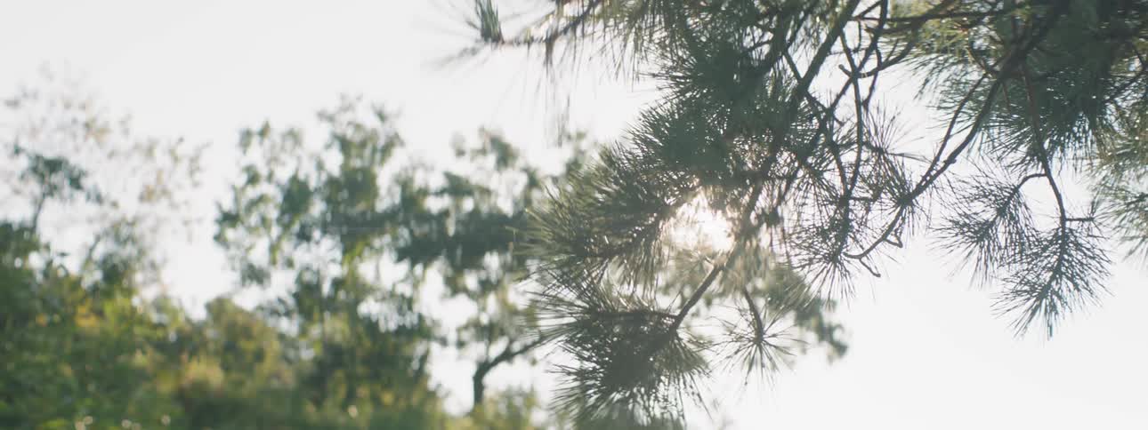 The sun is peeking through the needles of a pine tree branch during the day