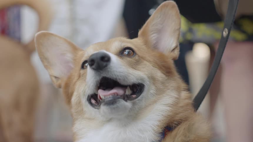 A corgi is on a leash