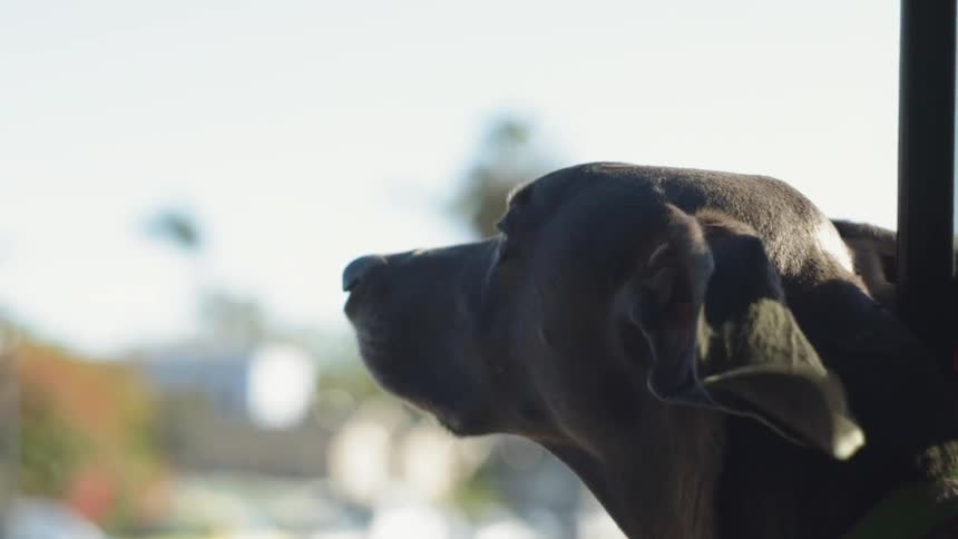 A dog with its head sticking out of a window
