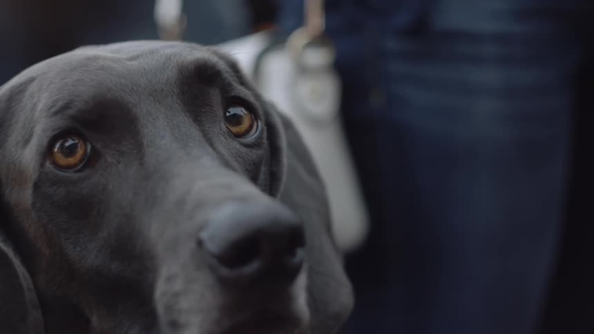 A dog looks up at the sky