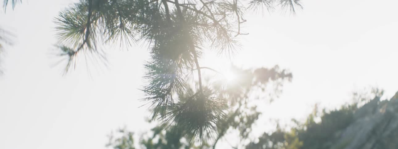 The tree branch blocks some of the sun