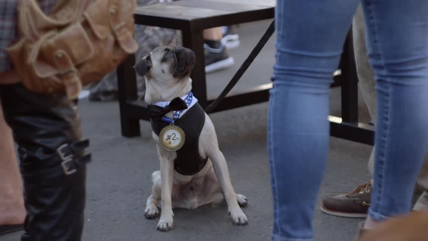 A dog on a leash