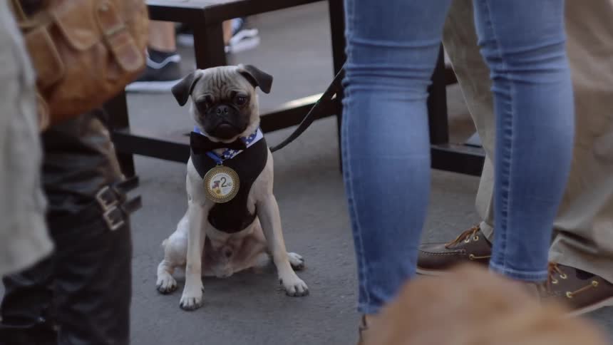 A dog wearing a leash