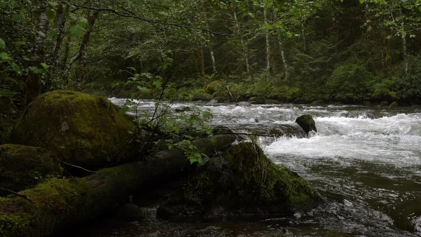 The stream is wide and surrounded by green