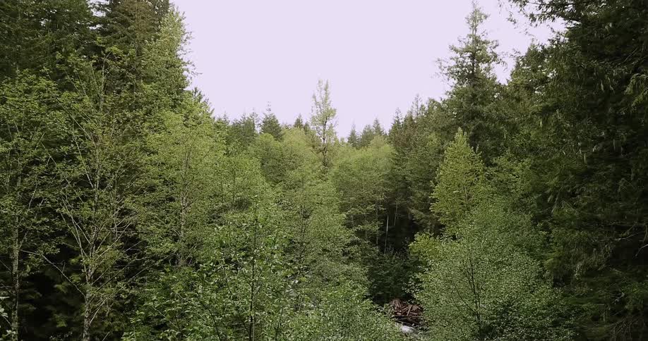 The dense trees cover the hills ahead