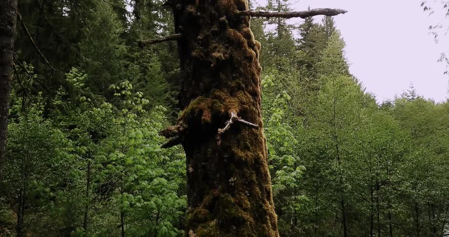 Moss grows on a tree trunk in a forest