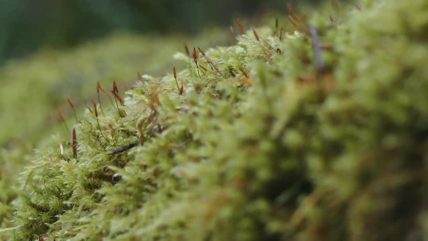 Moss grows on the ground