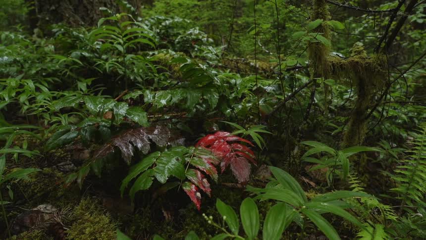 Plants and leaves on the forest floor are wet from rain