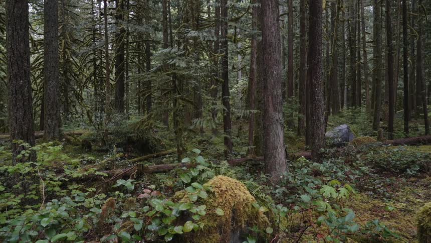 The woods are filled with many trees