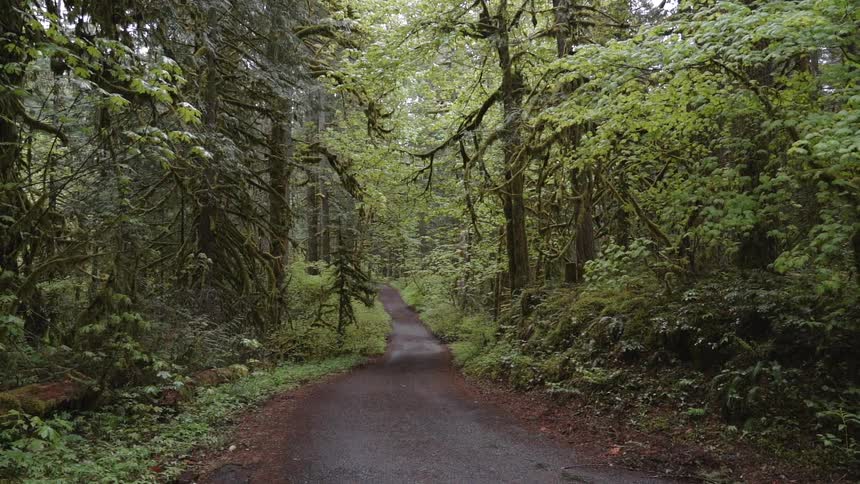 Trees line a path in a forest