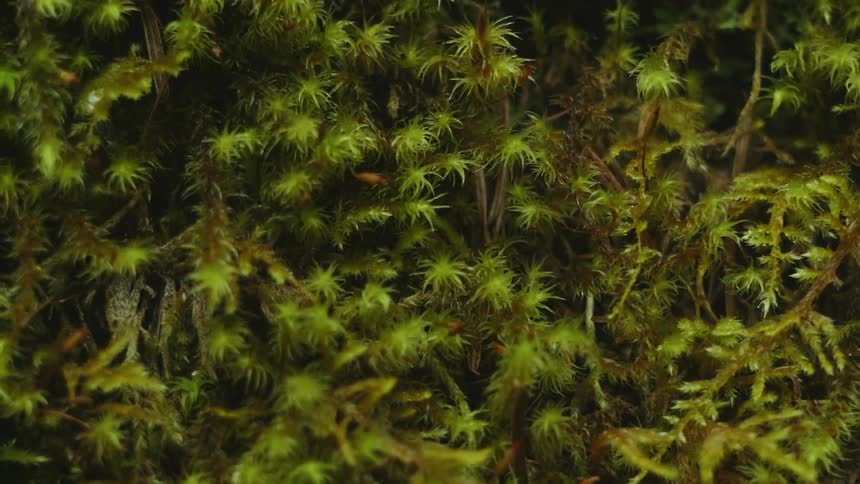 Large area of vegetation