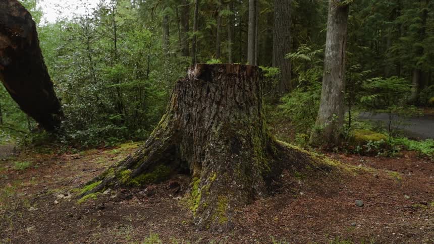 A tree stump stands in a forest