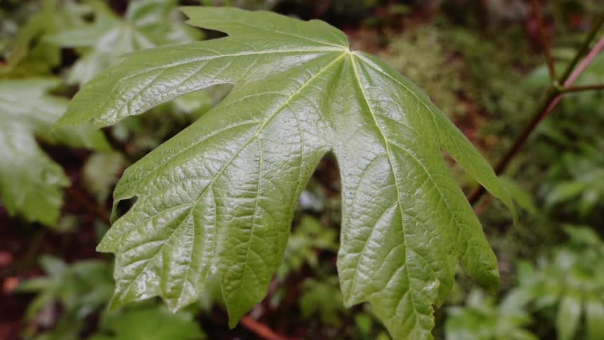 The large green leaf hangs