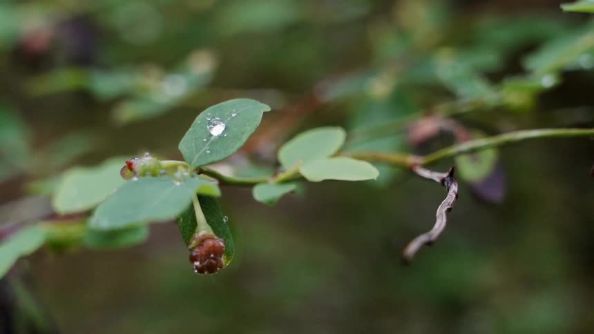 A vine branch sways lightly