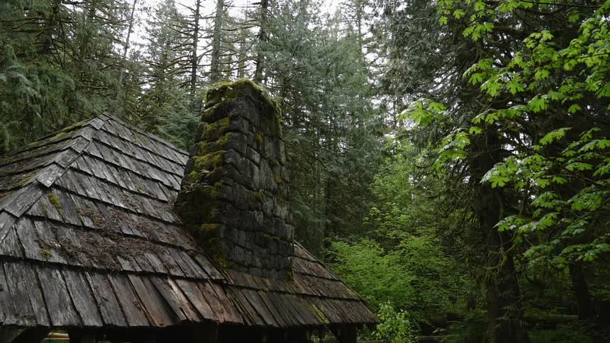 Oregon Forest Wilderness Scenics
