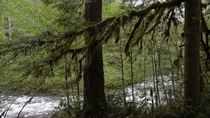 A river flows through a forest
