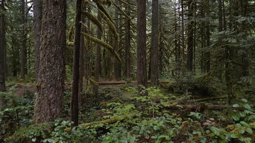 Leaves cover the ground in the forest