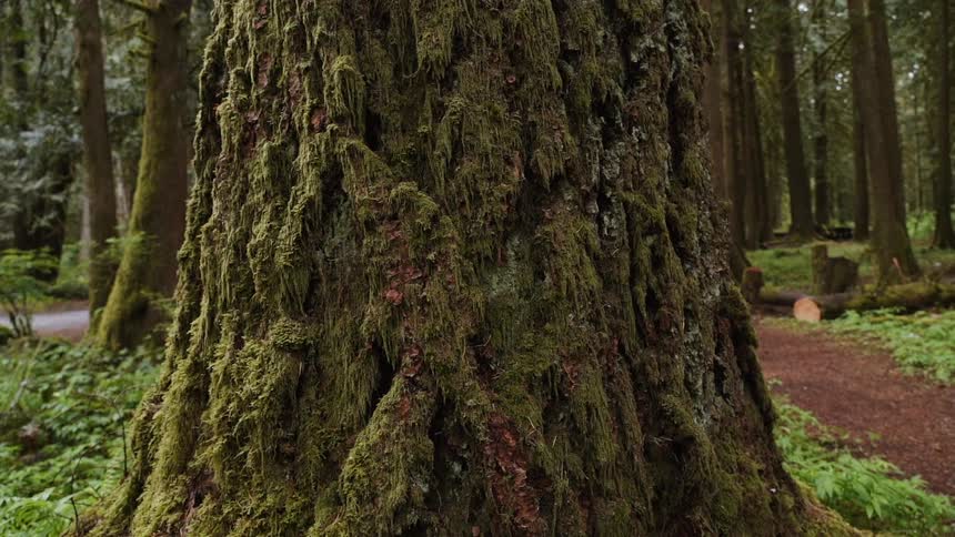Moss covers a tree trunk in a forest