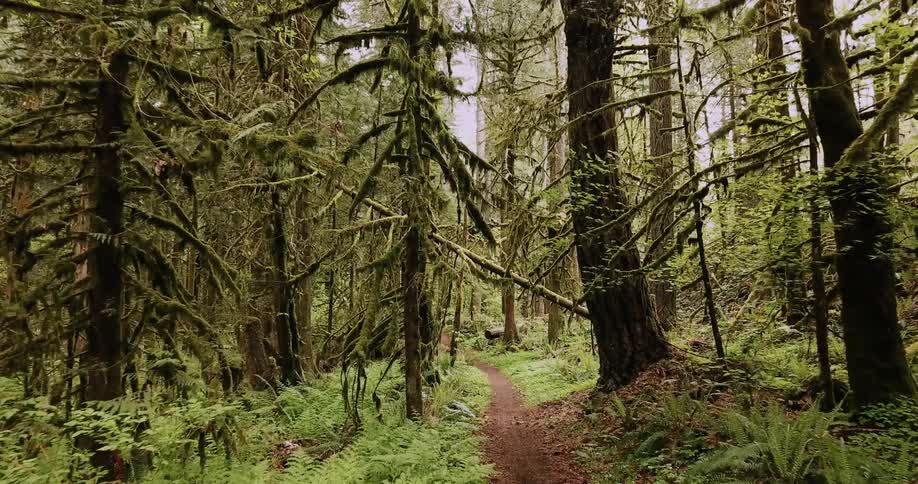 A dirt trail is leading into a forest in daylight