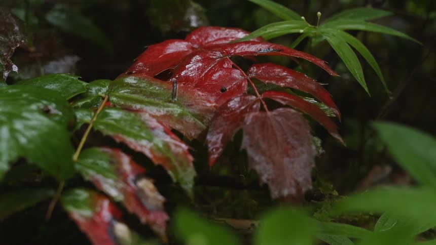The leaves are green and red