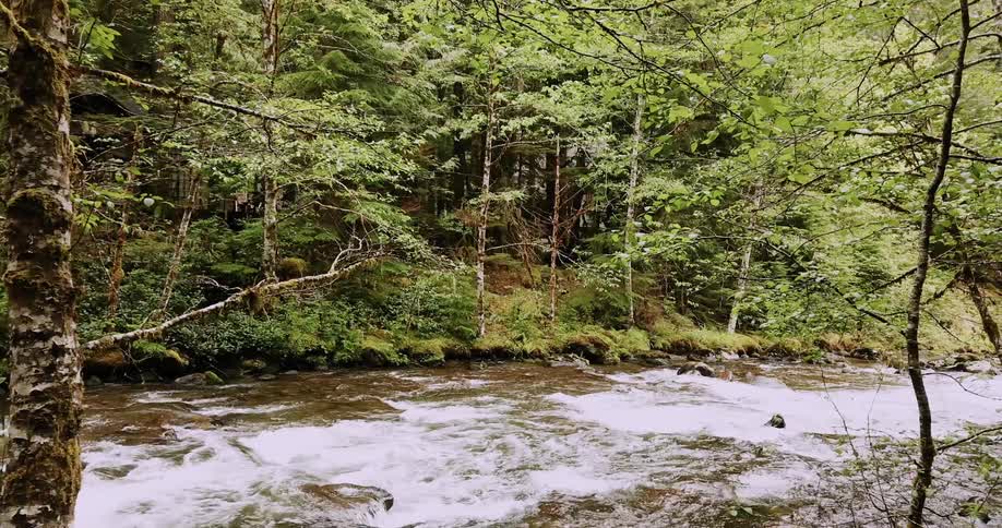 A river flows through a forest