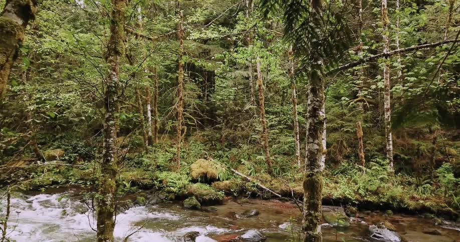 A river flows through a forest