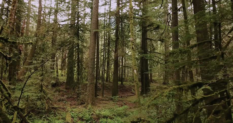 The forest goes all the way uphill