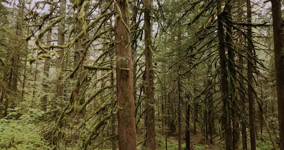 Oregon Forest And Rivers Aerials