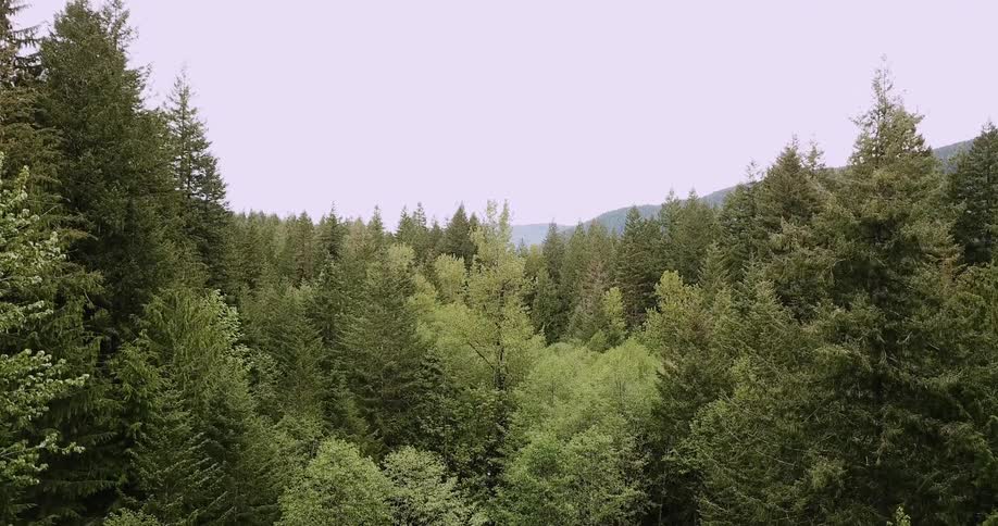 Tall trees tower in the forest