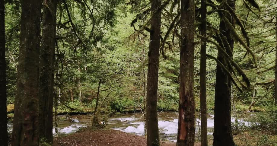 Water splashes in a river flowing off rocks near trees