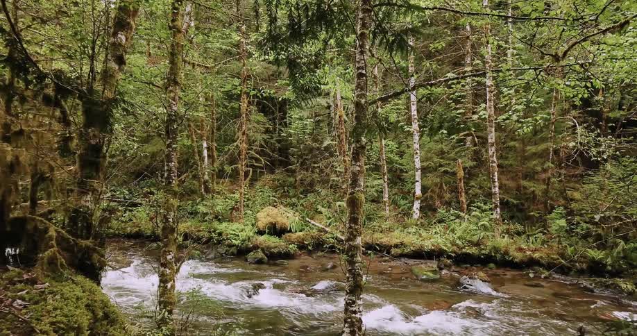 The stream is fast and runs through the green woods