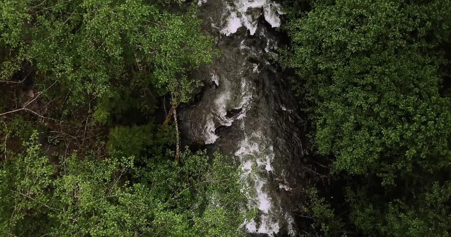 Water is flowing in a forest river