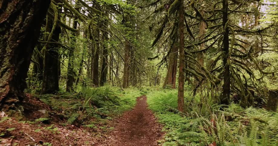 A dirt trail is leading through a forest in daylight