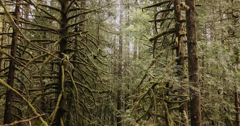 Oregon Forest And Rivers Aerials