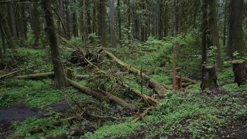 Oregon Forest Wilderness Scenics