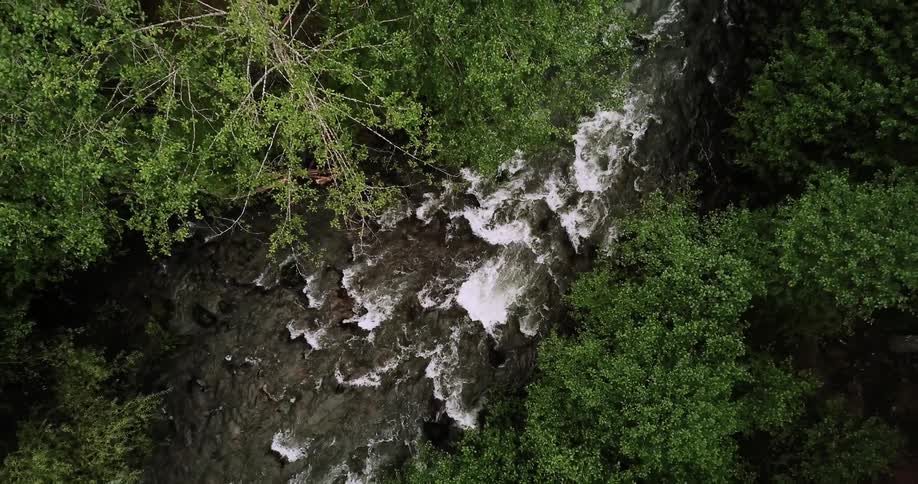 A river flows through a forest
