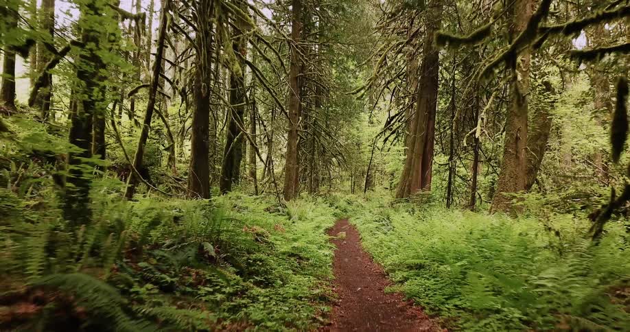 A dirt trail cuts through the forest