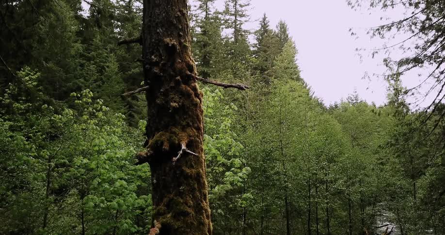 Tree with small branches stands tall