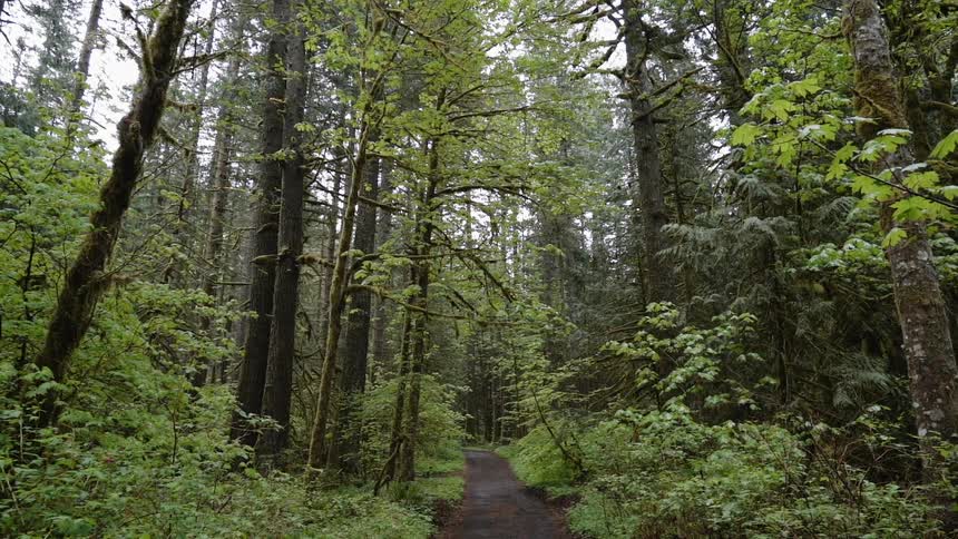 Trees line a path in a forest