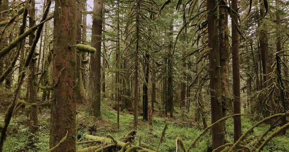 Trees and branches covered in moss in a forest