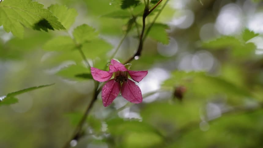 A pink flower grows on a plant