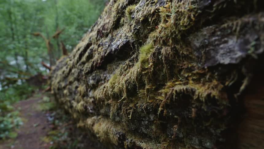 Moss covers the rocks near the trees