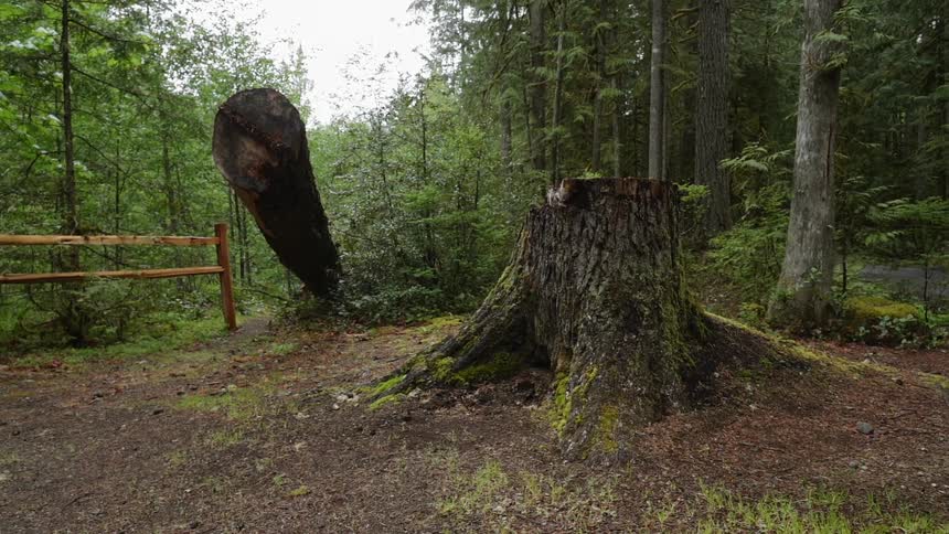 A tree stump stands in a forest