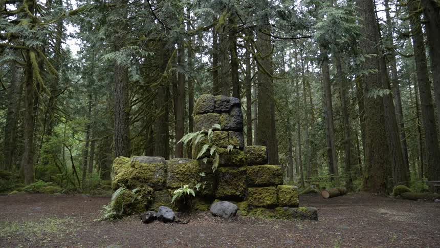 Moss covers a pile of rocks in a forest