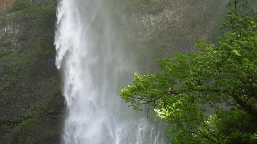 Oregon Forest Wilderness Scenics