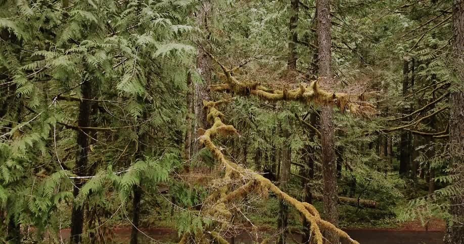 Tall trees tower in the forest