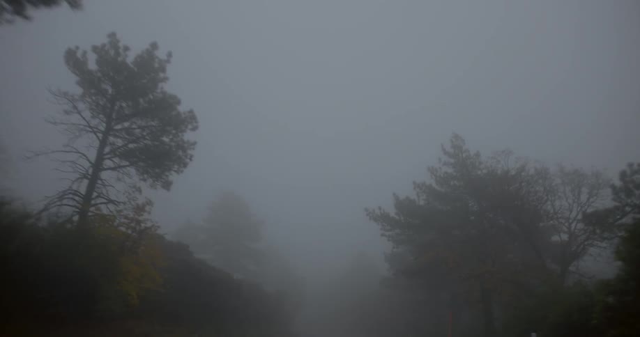 Driving through a foggy wooded area