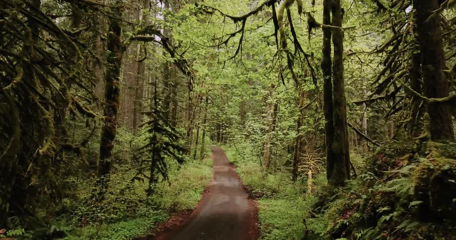 Dirt road winding through lush green forest