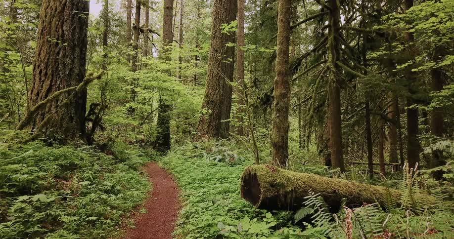 Oregon Forest And Rivers Aerials