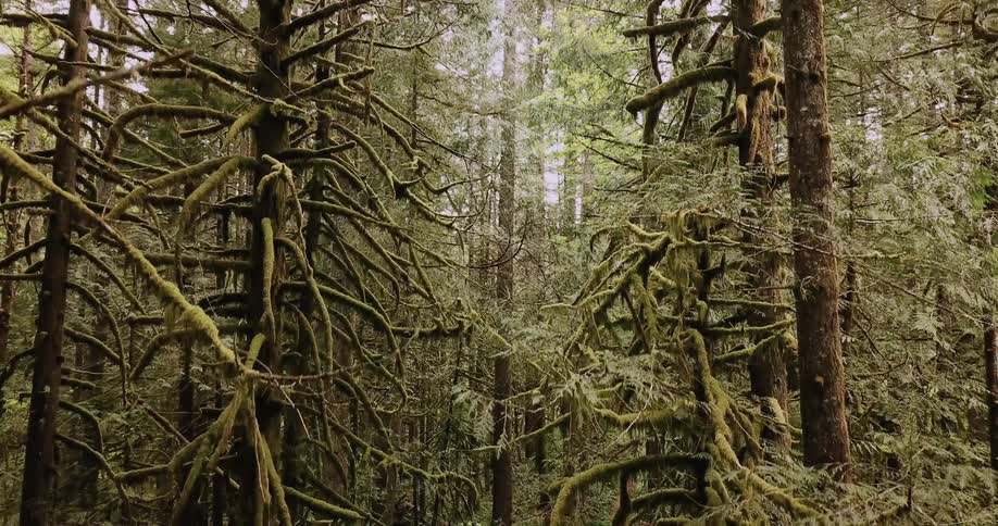 Tall trees tower in the forest
